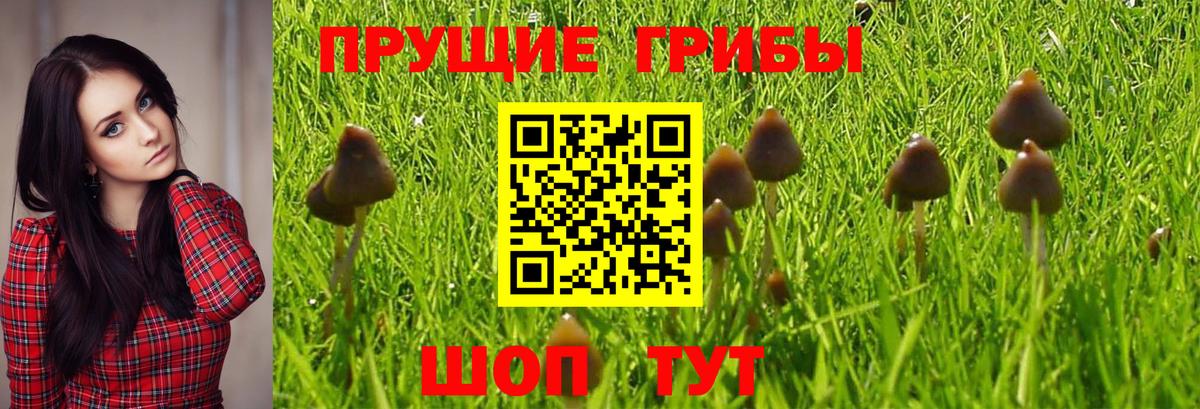 где продают   Вход с VPN  Галлюциногенные грибы мухоморы  Крымск  Галлюциногенные грибы Psilocybe 